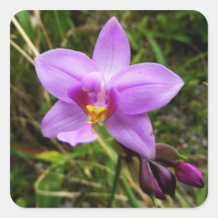 Wild Orchid Lila tropische Blume Quadratischer Aufkleber