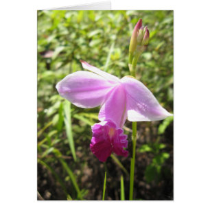 Wild Orchid - maßgeschneidert