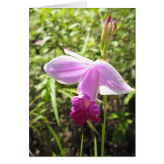 Wild Orchid - maßgeschneidert