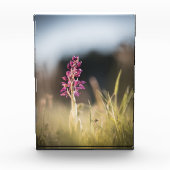 Wild Orchid Nature Foto (Vorderseite)