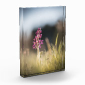 Wild Orchid Nature Foto (Links)