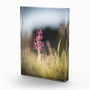 Wild Orchid Nature Foto