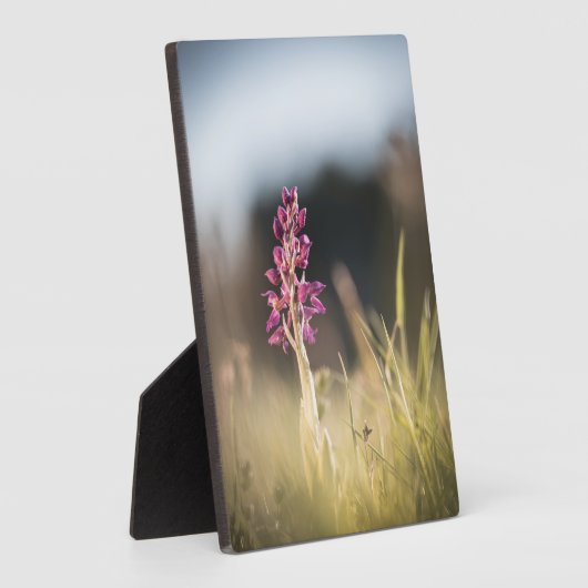 Wild Orchid Nature Foto Fotoplatte (Seite)