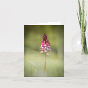 Wild Orchid Nature Foto Karte