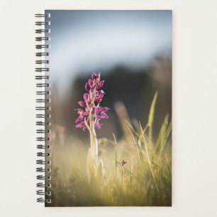 Wild Orchid Nature Foto Planer