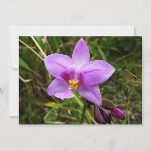 Wild Orchid Purple Tropical Flower Karte (Vorderseite)