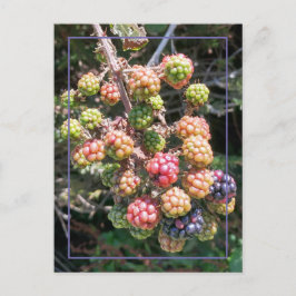 Wild Oregon Black Berry Foto Lila Pink Green Postkarte