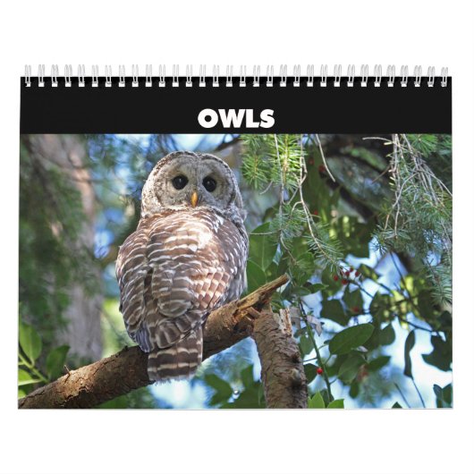 Wild Owls Calendar Kalender (Titelbild)