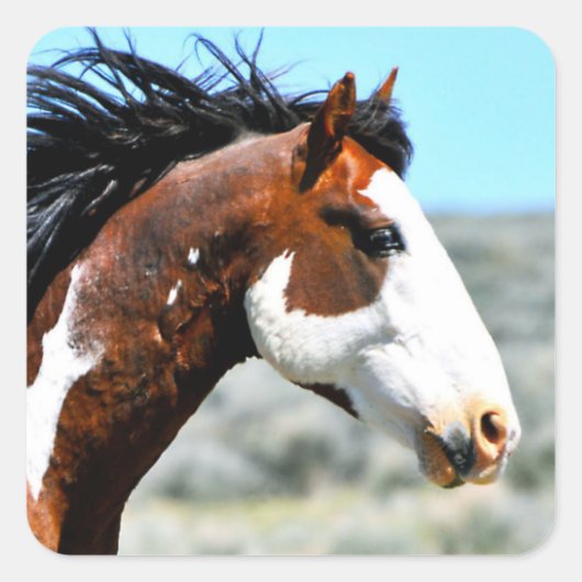 Wild Paint Horse Stallion Picasso Junior Button Quadratischer Aufkleber (Vorderseite)