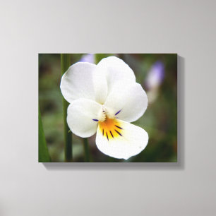 Wild Pansy Canvas Print Leinwanddruck