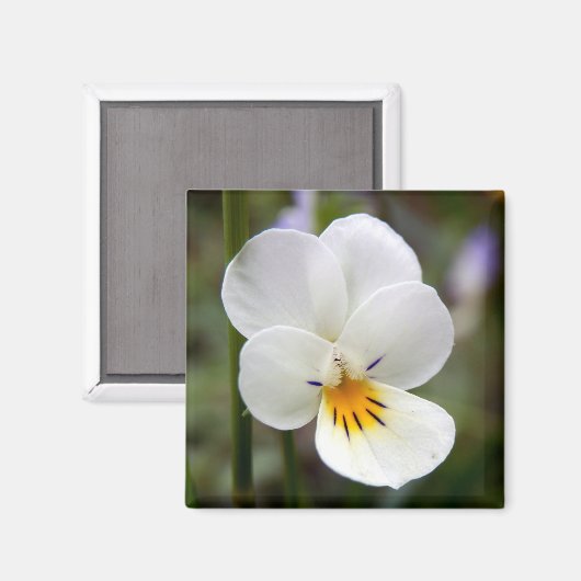 Wild Pansy Magnet (Vorderseite/Rückseite)