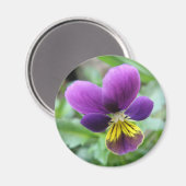 Wild Pansy Magnet (Vorderseite/Rückseite)