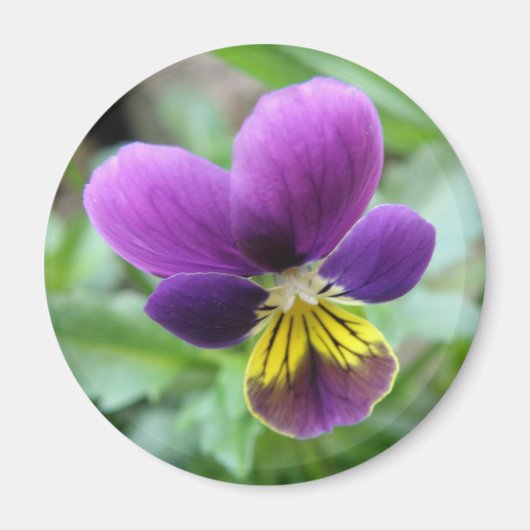 Wild Pansy Magnet (Vorne)
