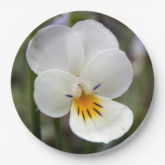 Wild Pansy Paper Tellers Pappteller (Vorderseite)