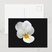 Wild Pansy Postcard Postkarte (Vorne/Hinten)
