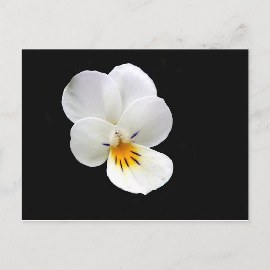 Wild Pansy Postcard Postkarte (Vorderseite)