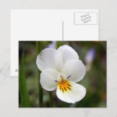 Wild Pansy Postcard Postkarte (Vorne/Hinten)