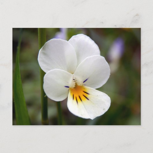 Wild Pansy Postcard Postkarte (Vorderseite)