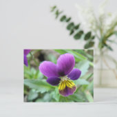 Wild Pansy Postcard Postkarte (Stehend Vorderseite)