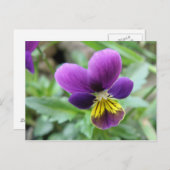 Wild Pansy Postcard Postkarte (Vorne/Hinten)