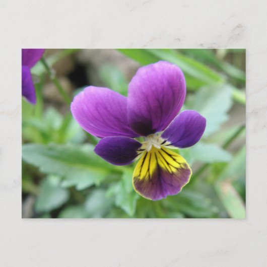 Wild Pansy Postcard Postkarte (Vorderseite)