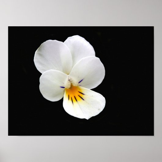 Wild Pansy Poster (Vorne)