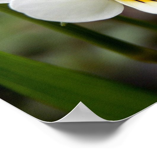 Wild Pansy Poster (Ecke)