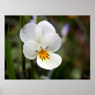 Wild Pansy Poster