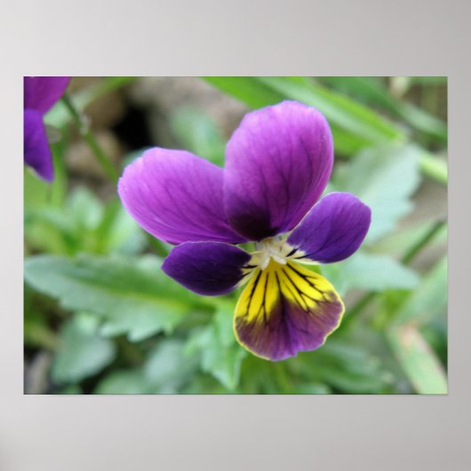 Wild Pansy Print Poster (Vorne)