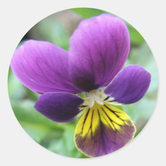 Wild Pansy Sticker (Vorderseite)