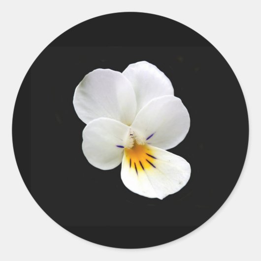 Wild Pansy Stickers (Vorderseite)