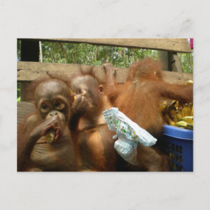 Wild Panty Raid Postkarte