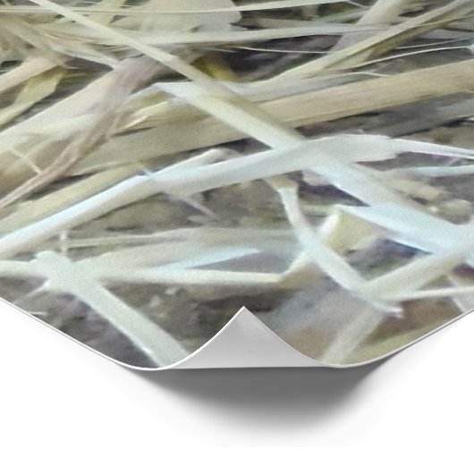 Wild Partridge Poster (Ecke)