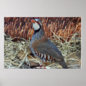 Wild Partridge Poster (Vorne)
