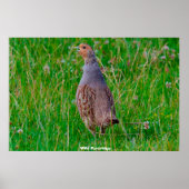 Wild Partridge Poster (Vorne)