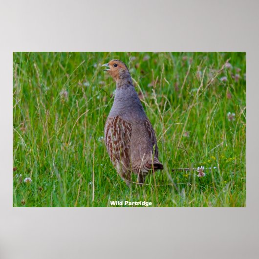 Wild Partridge Poster (Vorne)