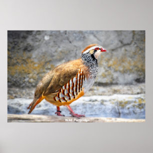 Wild Partridge Poster
