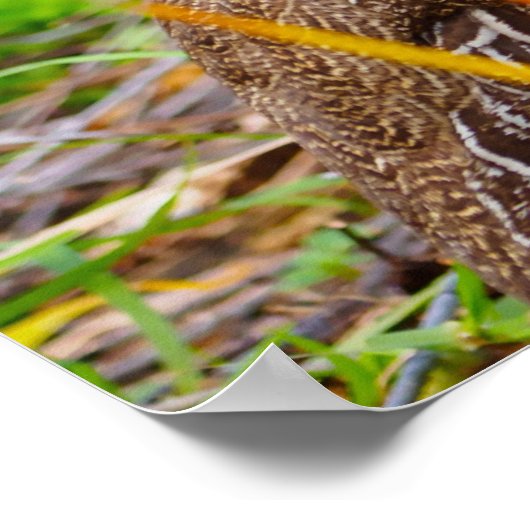 Wild Partridge Poster (Ecke)