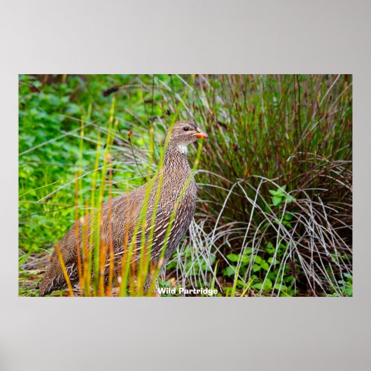 Wild Partridge Poster (Vorne)
