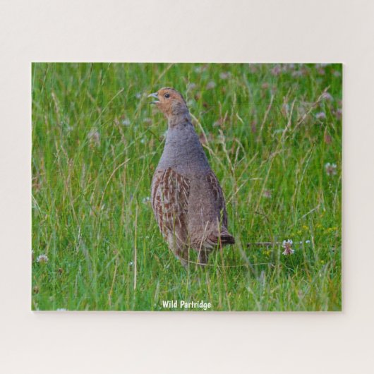 Wild Partridge Puzzle (Horizontal)