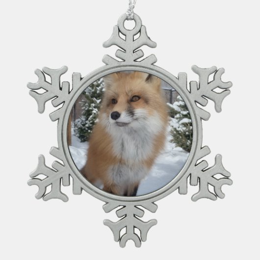 Wild Paws Finneas Snowflake Framed Ornament (Vorderseite)