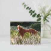 Wild Pferd Staredown Postkarte (Stehend Vorderseite)