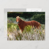 Wild Pferd Staredown Postkarte (Vorne/Hinten)