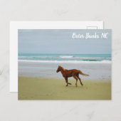 Wild Pferde Außenbanken OBX NC Postkarte (Vorne/Hinten)