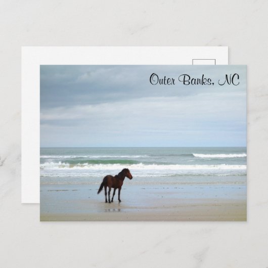 Wild Pferde Außenbanks Corolla NC Postkarte (Vorne/Hinten)