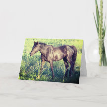 WILD PFERDE DER UTAH OURAY NOTECARD