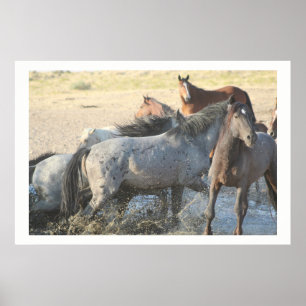 WILD PFERDE VON ONAQUI BERGEN VON UTAH POSTER