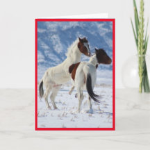 WILD PFERDE VON UTAH PINTO GREETING CARD