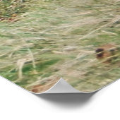 Wild Pheasant Brothers Poster (Ecke)