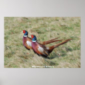 Wild Pheasant Brothers Poster (Vorne)